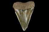 Fossil Mako Shark Tooth - South Carolina #128751-1